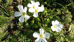 Oxalis tomentosa