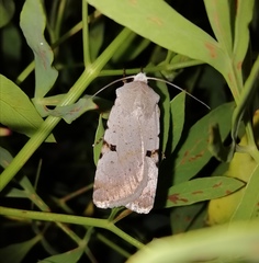 Chersotis margaritacea