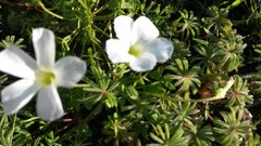 Oxalis tomentosa
