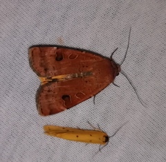 Noctua interposita