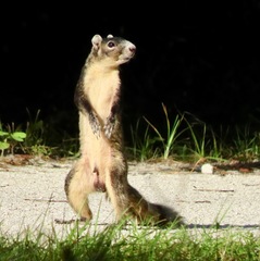 Sciurus niger shermani
