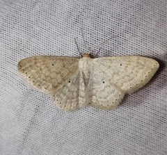 Scopula incanata