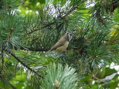 Lophophanes cristatus