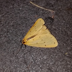 Setina irrorella