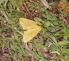 Setina irrorella