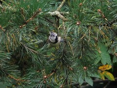 Lophophanes cristatus