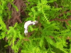 Melanthia procellata