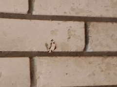 Melanthia procellata