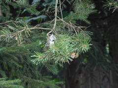 Lophophanes cristatus