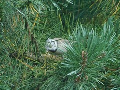 Lophophanes cristatus