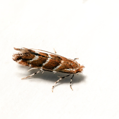 Cameraria ohridella