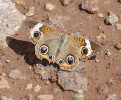 Junonia coenia coenia