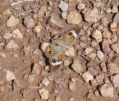 Junonia coenia coenia