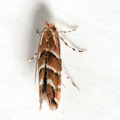 Cameraria ohridella