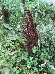 Rumex
