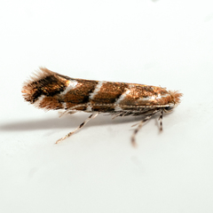 Cameraria ohridella