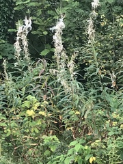 Chamaenerion angustifolium