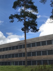 Pinus sylvestris