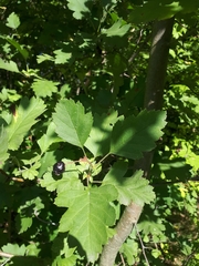 Crataegus nigra