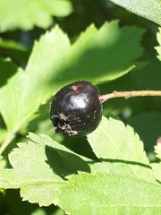 Crataegus nigra