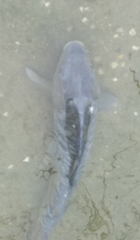 Cyprinus carpio carpio