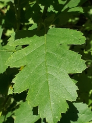 Crataegus nigra