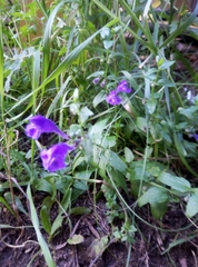Scutellaria scordifolia