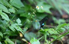 Papilio hermosanus