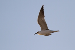 Gelochelidon nilotica