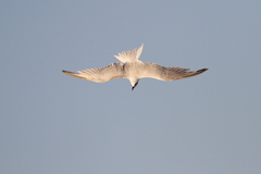 Gelochelidon nilotica