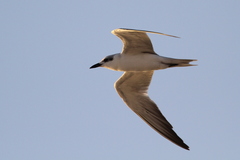Gelochelidon nilotica