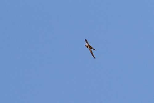 Forbes-Watson's Swift (Apus berliozi), photo 10