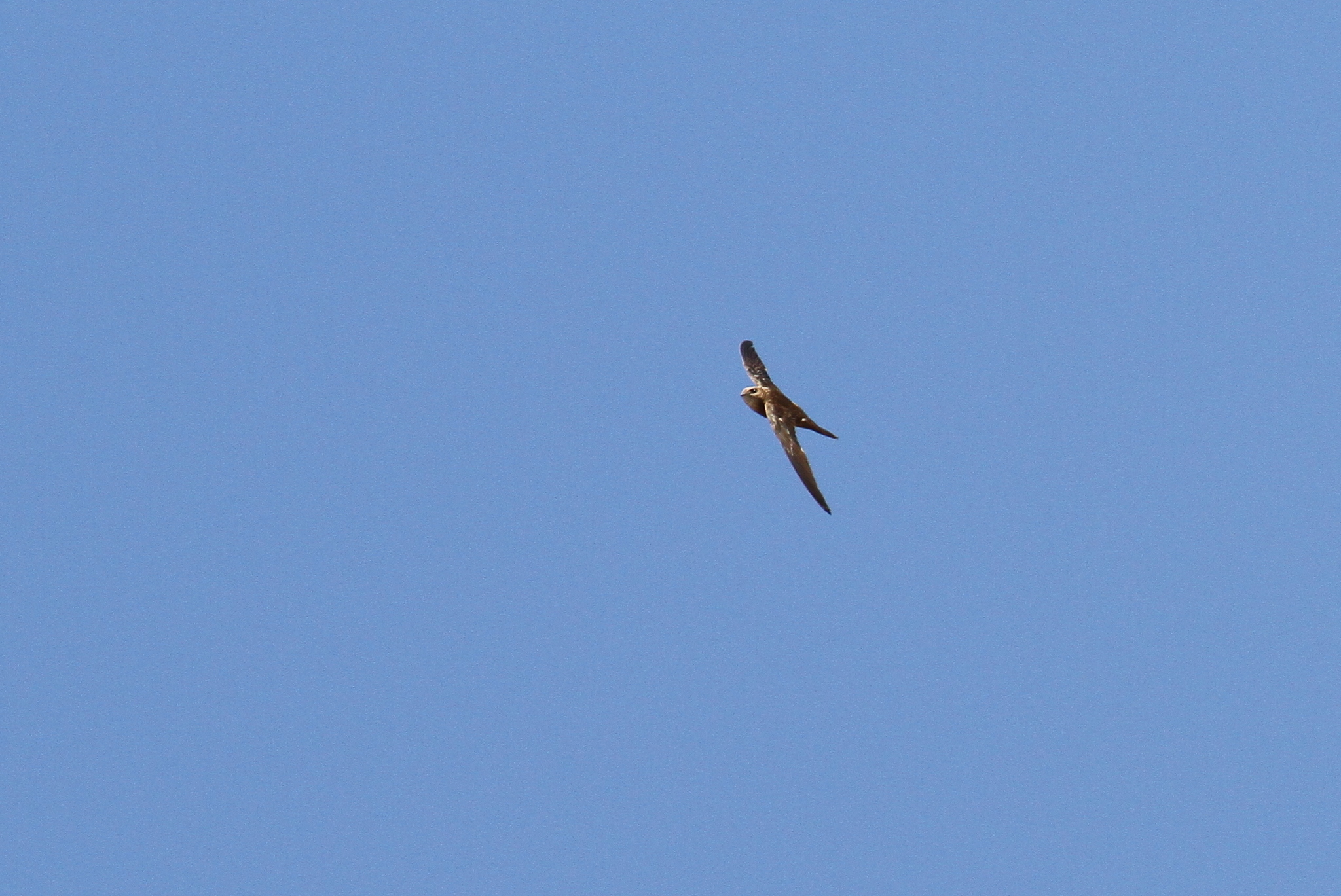 Forbes-Watson's Swift (Apus berliozi), photo 7