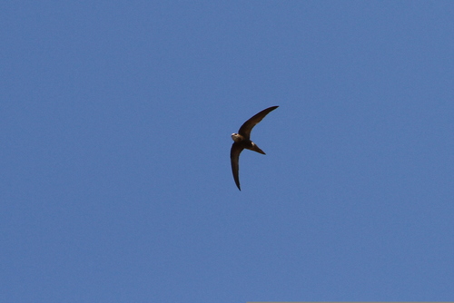 Forbes-Watson's Swift (Apus berliozi), photo 8