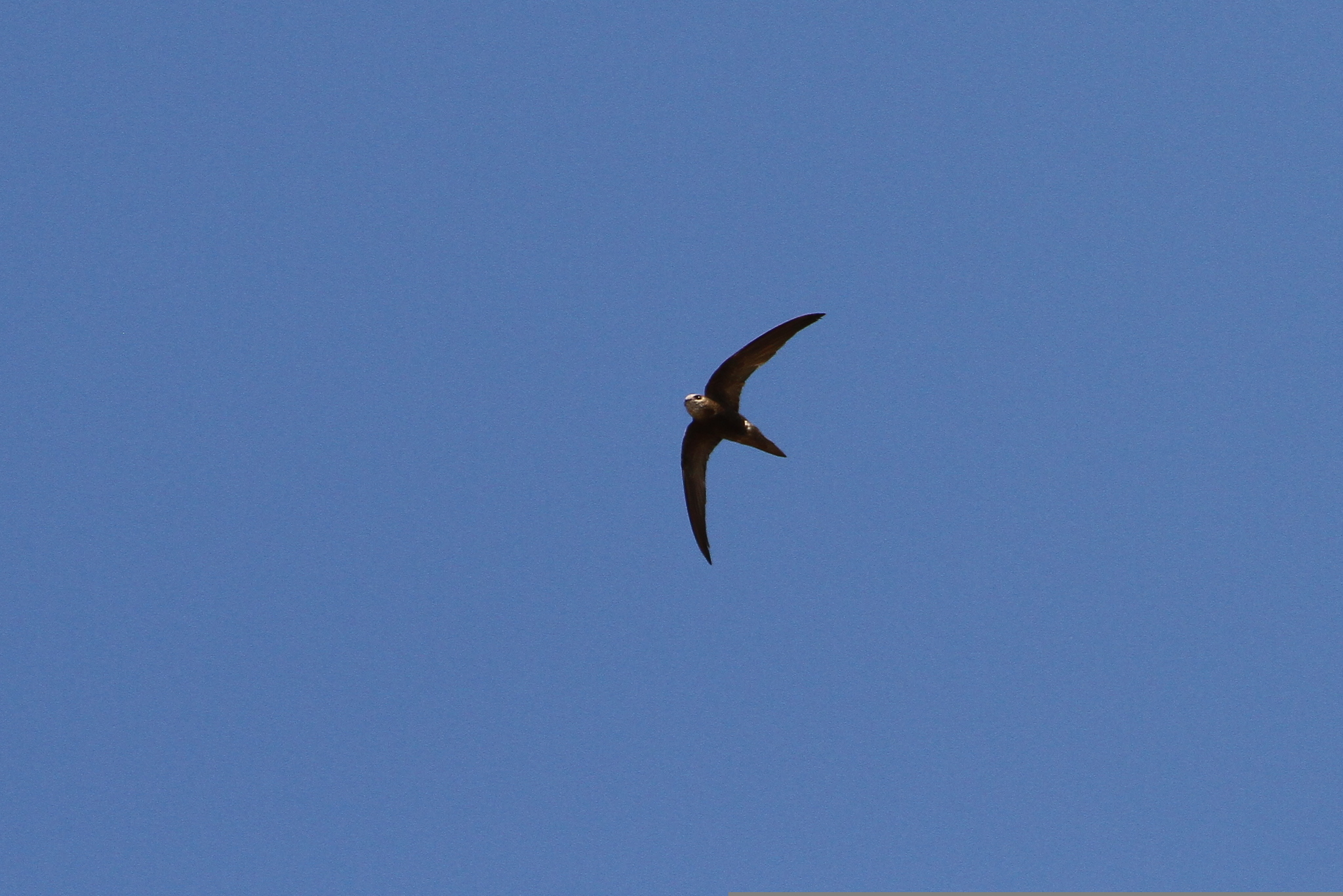 Forbes-Watson's Swift (Apus berliozi), photo 8