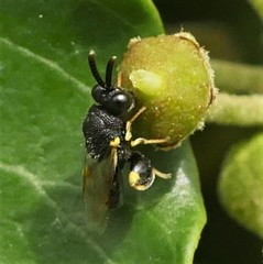 Brachymeria tibialis