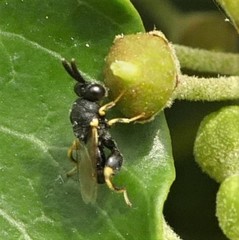 Brachymeria tibialis