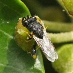 Brachymeria tibialis