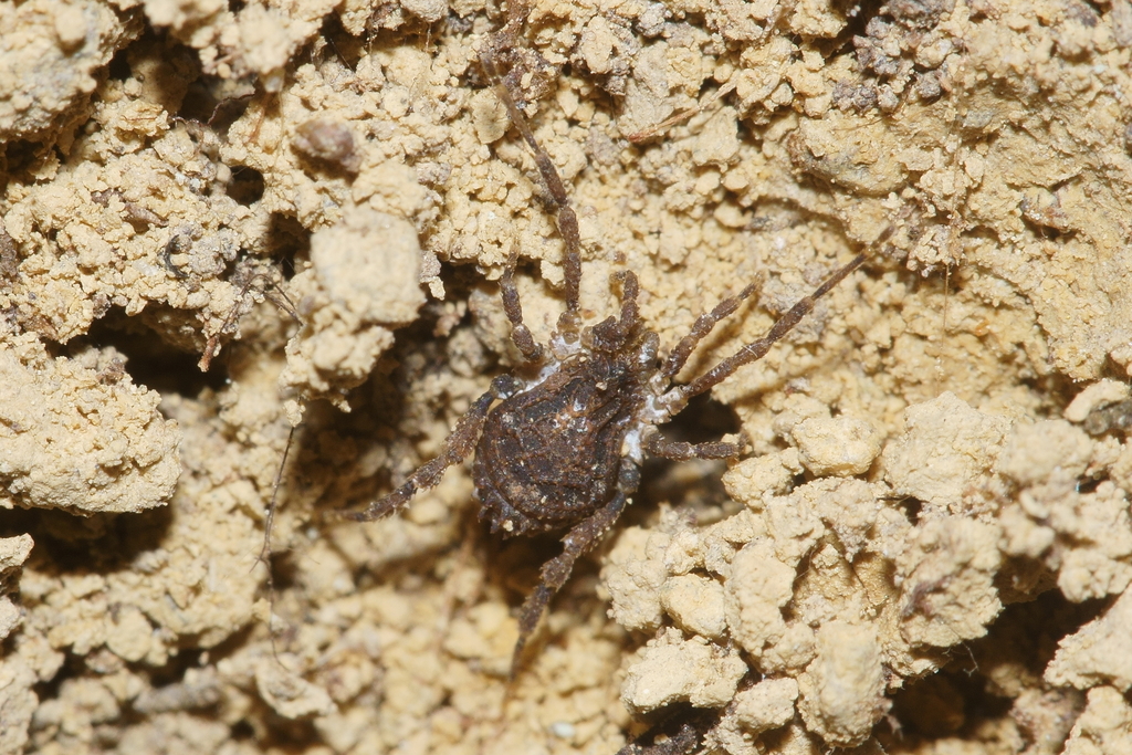 Pristobunus henopeus