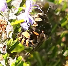 Amegilla quadrifasciata maderae