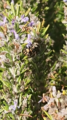 Amegilla quadrifasciata maderae