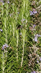 Amegilla quadrifasciata maderae