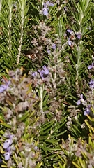 Amegilla quadrifasciata maderae