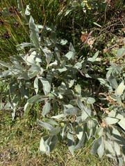 Salix lapponum