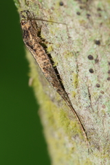 Nesomachilis