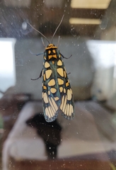 Aglaomorpha plagiata