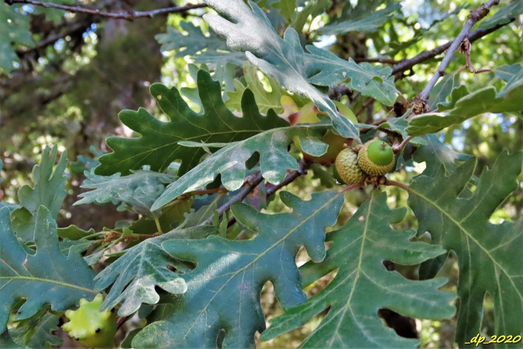 Quercus pyrenaica — an easy houseplant, prefers full sun light