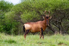 Alcelaphus buselaphus caama