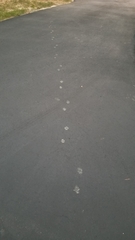 Vulpes vulpes fulvus