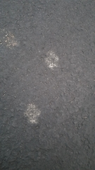 Vulpes vulpes fulvus